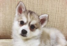 Are Pomskies Hypoallergenic? #pomsky #pomeranianhusky #dogs Are Pomskies Hypoallergenic