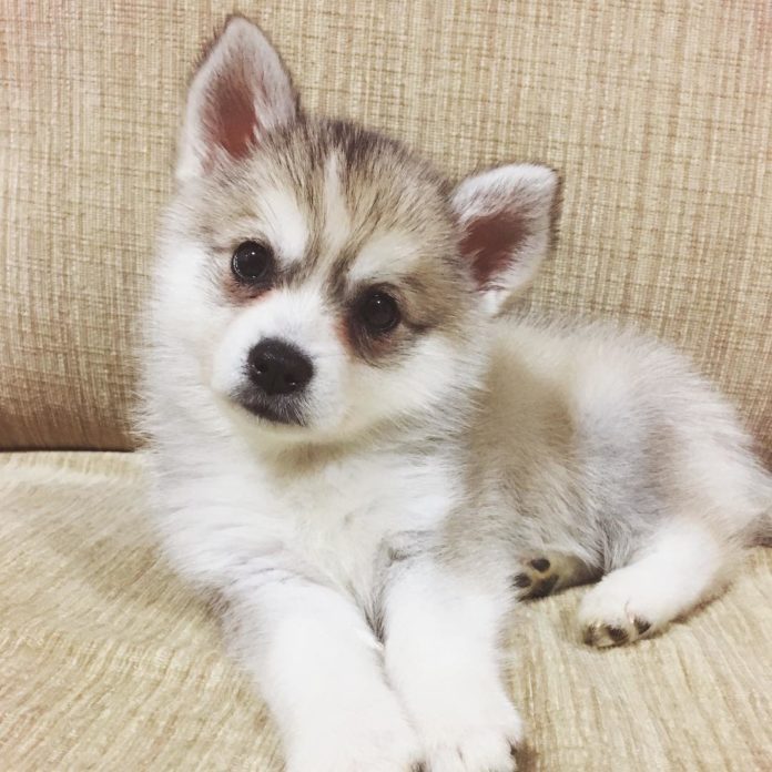 Are Pomskies Hypoallergenic