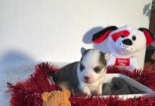 Baby Pomsky #pomskypuppy #pomsky #pomeranianhusky Baby Pomsky