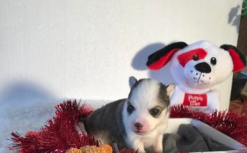 Baby Pomsky Baby Pomsky
