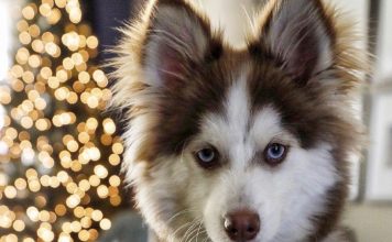 Do Pomsky Shed? Do Pomskies Shed