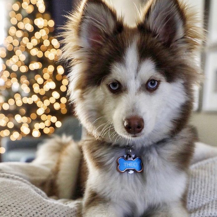 Do Pomskies Shed