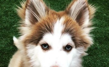 Pomsky For Sale #pomsky #pomskypuppy #pomeranianhusky How Big Do Pomskies Get
