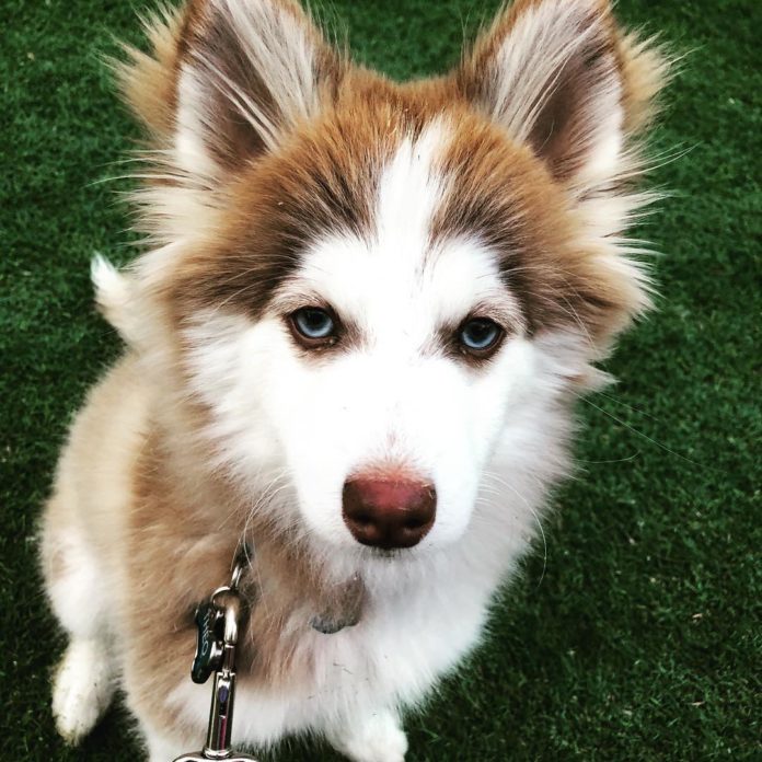 How Big Do Pomskies Get
