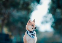 How much do Pomsky Cost? #pomskypuppy #pomsky #pomeranianhusky How much do Pomskies Cost