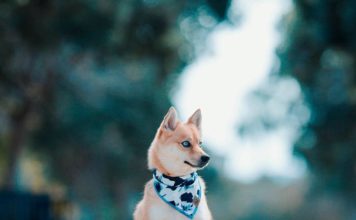 How much do Pomsky Cost? #pomskypuppy #pomsky #pomeranianhusky How much do Pomskies Cost