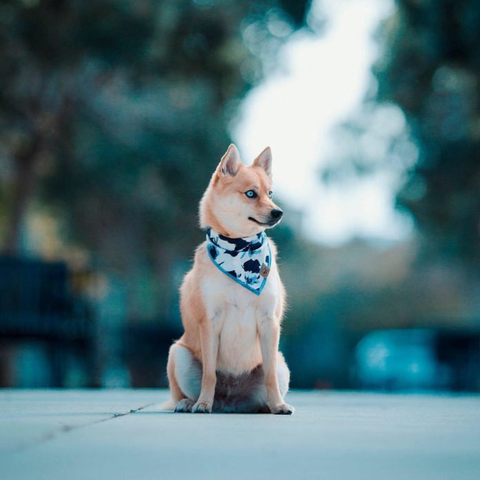 How much do Pomskies Cost