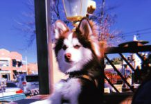 Pomsky Price #pomsky #pomskypuppy #pomeranianhusky Pomsky Price