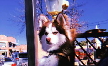 Pomsky Price #pomsky #pomskypuppy #pomeranianhusky Pomsky Price