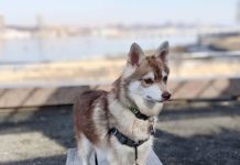 Pomsky Temperament #pomsky #pomskypuppy #pomeranianhusky Pomsky Temperament