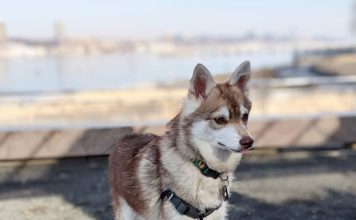 Pomsky Temperament #pomsky #pomskypuppy #pomeranianhusky Pomsky Temperament