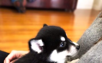 What is a Teacup Pomsky #pomskypuppy #pomsky #pomeranianhusky What is a Teacup Pomsky