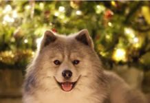 Full Grown Pomsky #pomsky #pomeranianhusky #dogs Full Grown Pomsky