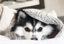 Pomsky Dog Breed Information & Pictures #pomsky #pomeranianhusky #dogs Pomsky