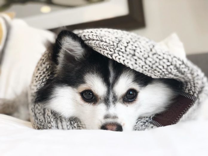Pomsky