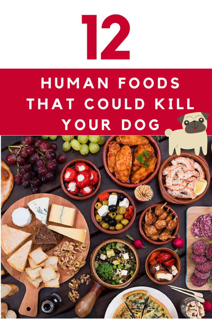 12 Human Foods That Could Kill Your Dog