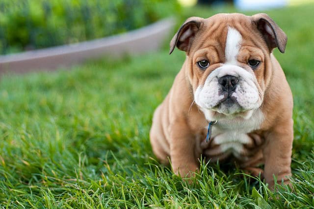 Top 10 Reasons Why Owning An English Bulldog Is The COOLEST Thing Ever english-bulldog