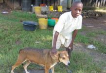 Stray dog saves life of abandoned baby