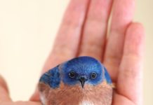 River stones transform into adorable palm-sized animals