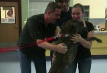 Man Drove 18 Hours to Reunite With Dog Missing for 9 Years