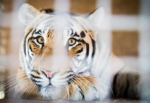A New Precedent Was Just Set for Protecting Endangered Animals in Captivity