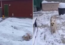 Tiny dog zooms through snowy obstacle course
