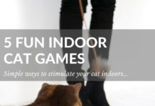 5 Fun Indoor Games to Play with Your Cat