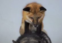 Patient Husky Tolerates Frisky Fox’s Playtime