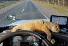 This trucker’s cat wasn’t lost — but he sure wasn’t where he was supposed to be