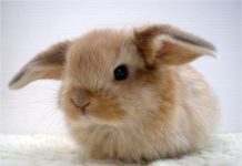 Stop And Look At These 15 Baby Animal Pictures Because It’s Just What We Need On Mondays