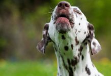 Cesar’s best tips to stop dog barking