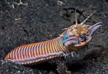 This creature is so terrifying it was named after America’s goriest act of revenge