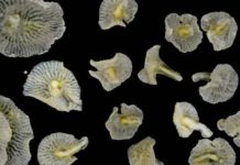Weird new animals look like deep-sea mushrooms