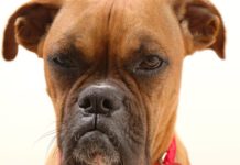 15 Signs Your Dog Is Secretly Mad at You