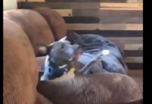 Zoomie Dog has Massive Chair Fail