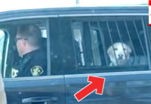 Dog arrested for being a very bad boy after deer attack rampage