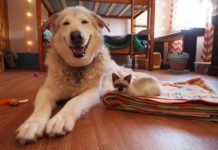 This Dog Lost Her Best Cat Friend, But Then Kittens Came To The Rescue