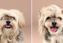 Dogs Before And After Their Haircuts (16 Pics)