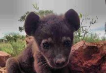 20 Animals You Never See As Babies