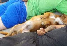 Why This Dog Lay on His Back During Brazilian Gang Arrest