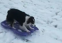 Australian Shepherd Loves To Go Sledding