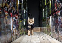 9 of the world’s hardest-working cats