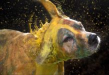 Senior Shelter Dogs Are the Artists at Museum’s Newest Exhibit