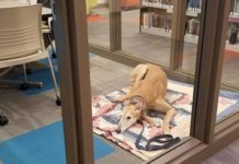 Lonely Library Dog Now An Internet Sensation