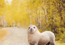 This Artist Can’t Stop Creating Weird and Wonderful Animal Hybrids in Photoshop