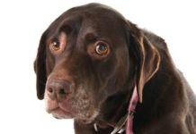 11 things humans do that dogs hate