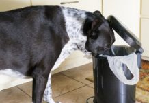 Snack bags can be deadly for pets