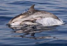 14 Beautiful Photos of Animal Moms With Their Babies