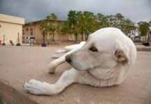 Soldier To Reunite With Stray Dog She Adopted While Deployed