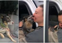 Watch this lost dog when he finds his family again